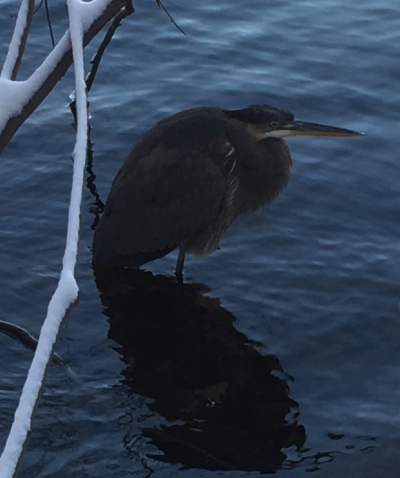 Heron at Fresh Pond